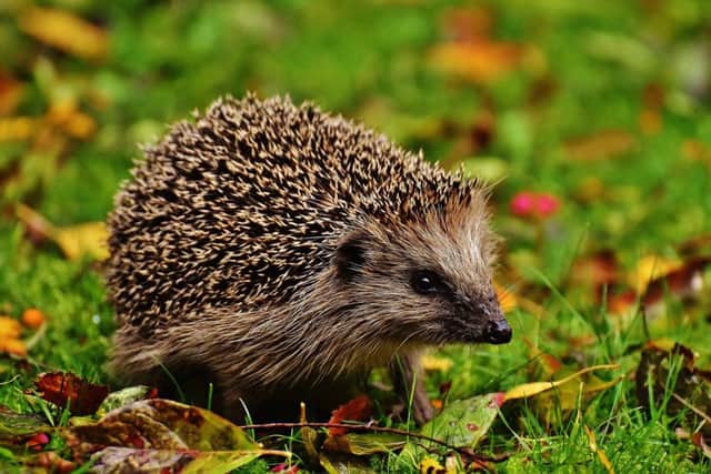 Endangered - the hedgehog