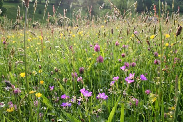 A wild flower meadow and, below, Ray Cobbett
Picture by Trevor Dines for Sussex Wildlife Trust