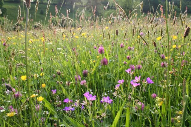A wild flower meadow and, below, Ray Cobbett
Picture by Trevor Dines for Sussex Wildlife Trust