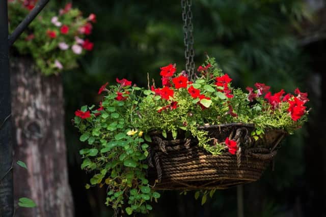 Feed and dead-head, feed and dead-head - your summer mantra for stunning baskets.