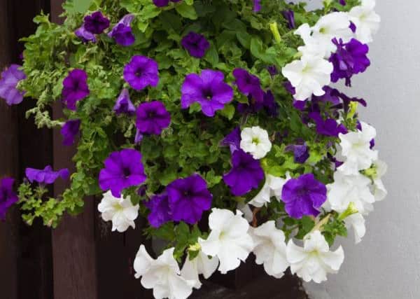 White and purple petunias in hanging pot.
