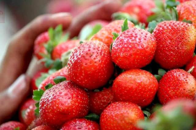 Strawberry Cambridge Favourite