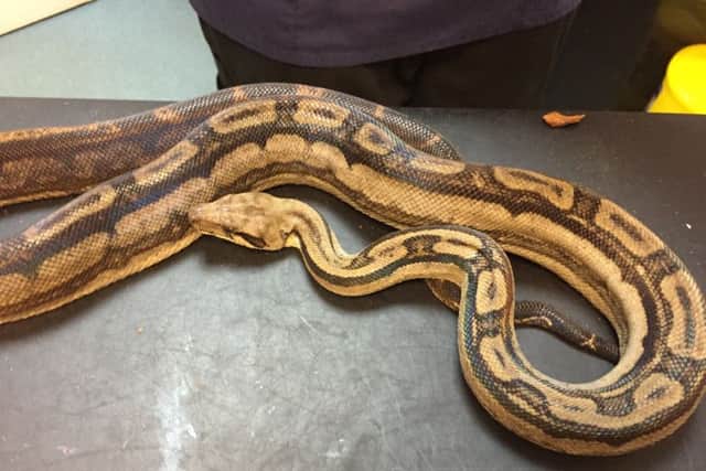 The python that was left to die along with three other snakes  PHOTO: RSPCA