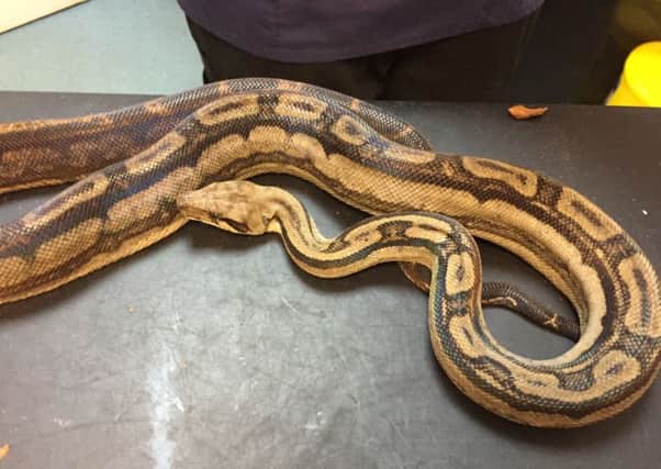 The python that was left to die along with three other snakes  PHOTO: RSPCA