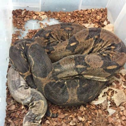Some of the snakes were left in a horrible condition PHOTO: RSPCA
