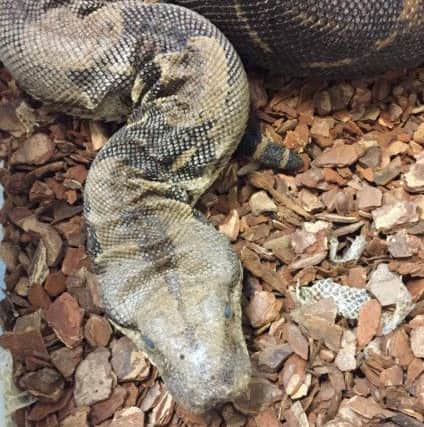Witnesses or those with information about the snakes being dumped is urged to contact the RSPCA  PHOTO: RSPCA
