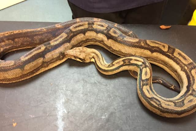 The RSPCA has appealed for information after four snakes were dumped in boxes in Gosport.