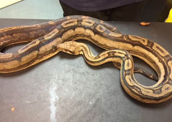 The RSPCA has appealed for information after four snakes were dumped in boxes in Gosport.