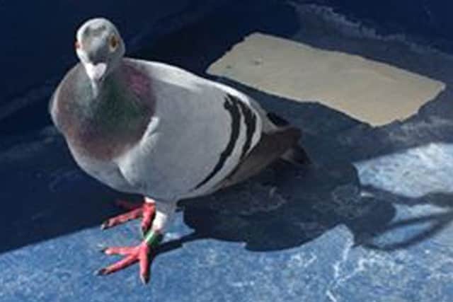 The pigeon on board the ferry