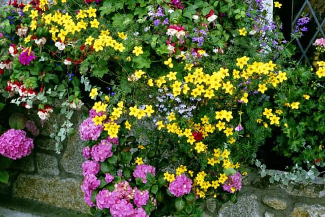 Tumbling bidens in baskets are wonderful.