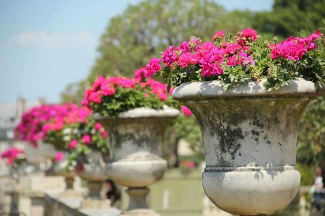 A row of potted pelargoniums
