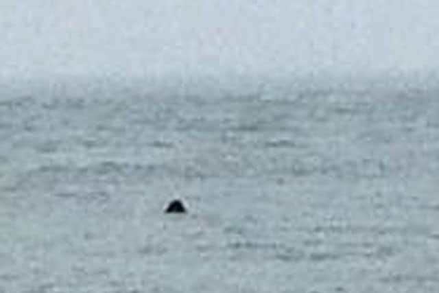 Simon Massen took this picture of what he believes this could be the great white shark