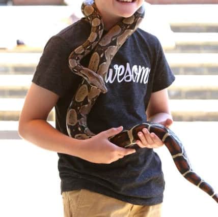 Brave Jacob Offer, 11, gets to grips with Cranberry the red tail boa