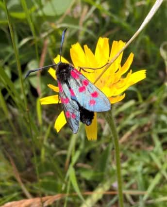 Moths, like this six spot burnet, are a vital part of the ecosystem. Spot them during National Moth Week