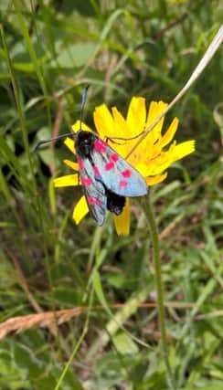 Moths, like this six spot burnet, are a vital part of the ecosystem. Spot them during National Moth Week