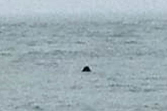 Simon Massen took this picture of what he believes this could be the great white shark
