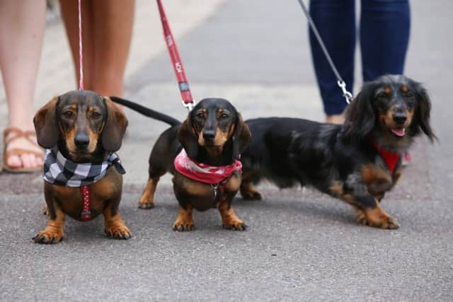 Remy and Rudi and Oscar the sausage dogs