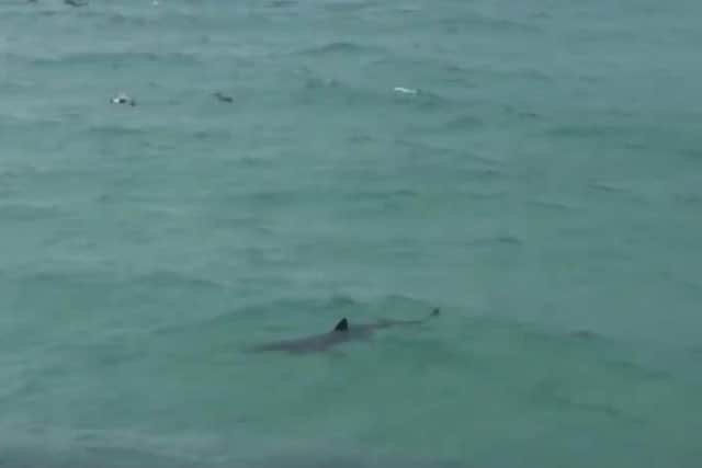The shark was filmed off Cornwall