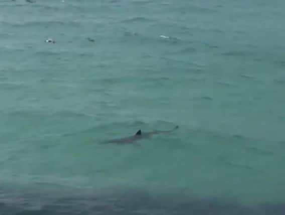 The shark was filmed off Cornwall