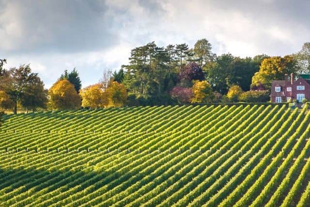 Hambledon Vineyard