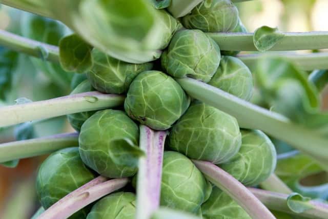 Brian has been fending off an attack on his Brussels sprouts plants by flea beetle