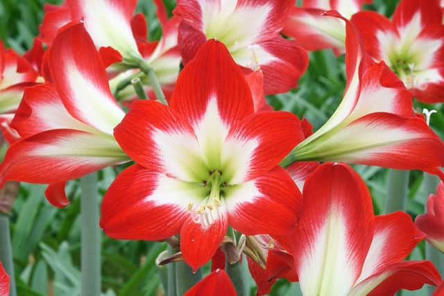 Plan ahead for some colour in the autumn with hardy amaryllis