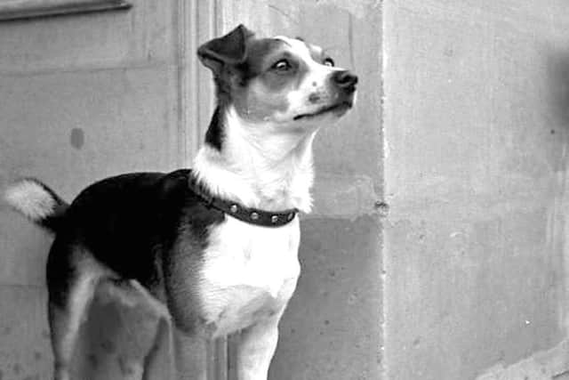 Whisky, a former ships dog who had six owners in his lifetime.