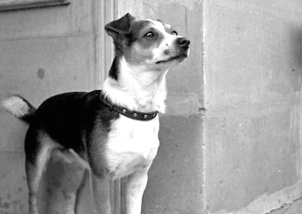 Whisky, a former ships dog who had six owners in his lifetime.