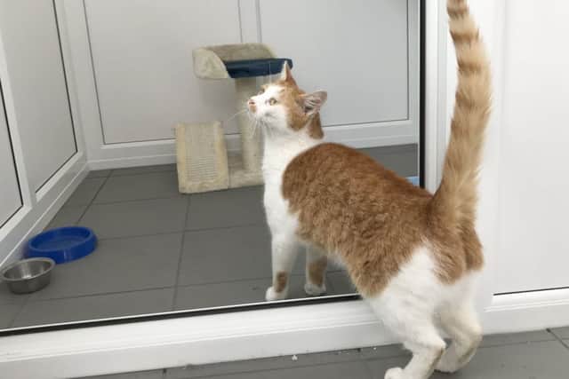 Muirburn resident Jerry investigates the new cattery