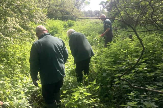 Volunteers have spent 120 hours getting rid of a rampant non-native plant from the banks of the River Wallington. Picture:  Hampshire & Isle of Wight Wildlife Trust