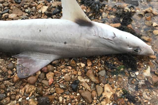 Beverley Jury, 22, found the shark on Weston Shore