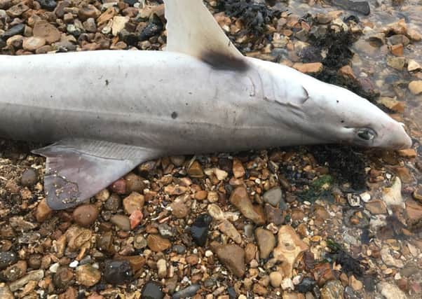 Beverley Jury, 22, found the shark on Weston Shore