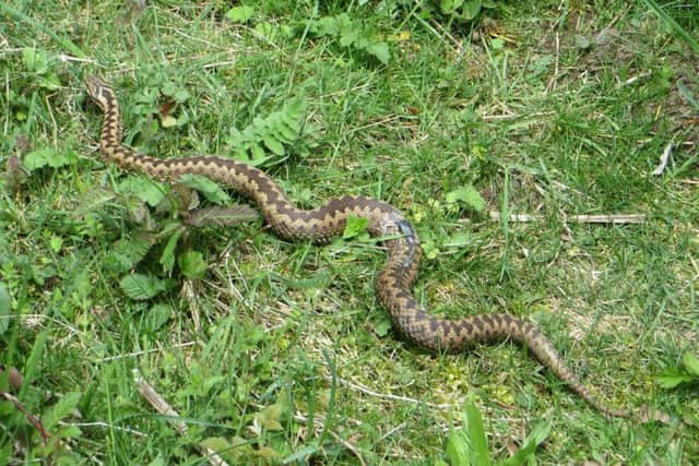 Stuck on the edge of a cliff in Wales, Steve feared he was about to become the first person in 42 years to die from an adder bite