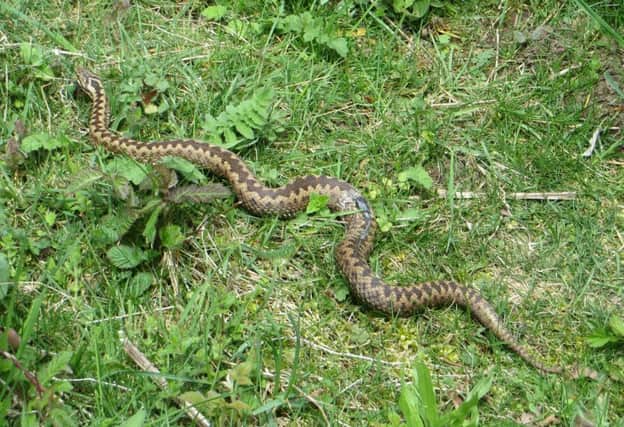 Stuck on the edge of a cliff in Wales, Steve feared he was about to become the first person in 42 years to die from an adder bite
