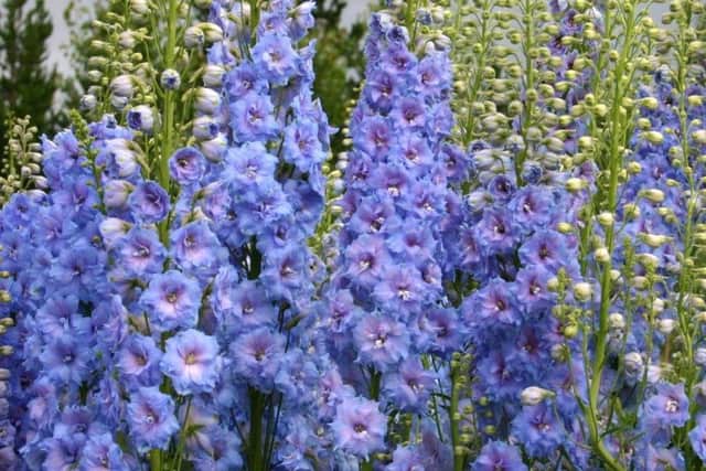 Dead-head your delphiniums and you should get another show in the autumn.