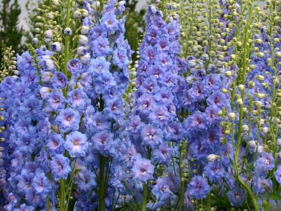 Dead-head your delphiniums and you should get another show in the autumn.