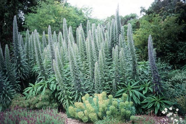 Echium - they love the Isle of Wight and... Portchester