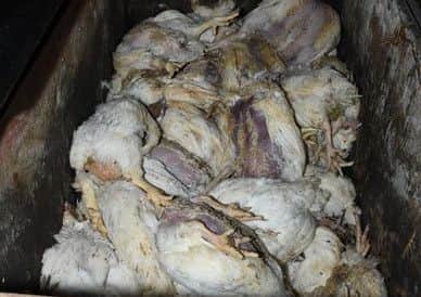 Dead chickens in a container at Cambria Farm in Taunton