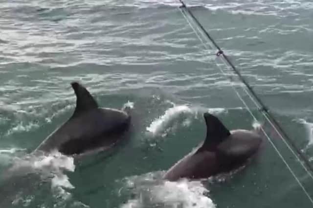 The dolphins swam alongside the fishing boat