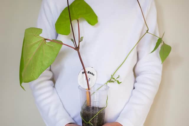 Runner beans - perfect for getting children interested in gardening.