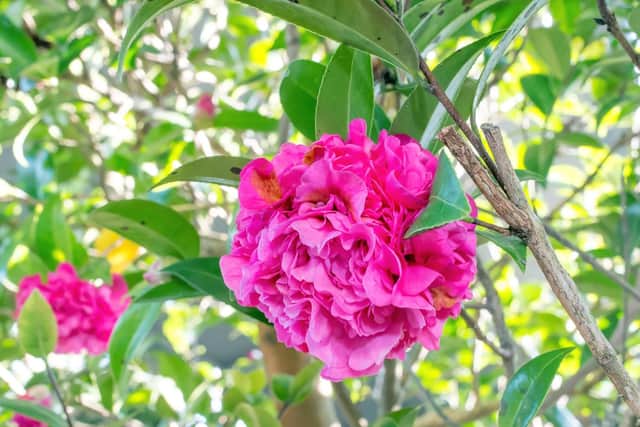 Camellia Debbie