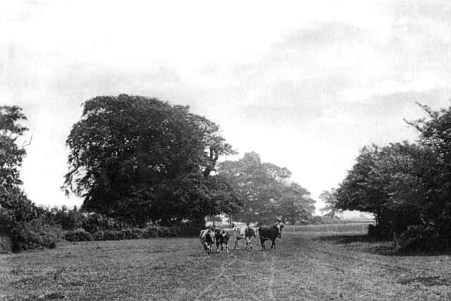 Hard to believe, but this was Gatcombe Park, Hilsea, Portsmouth.