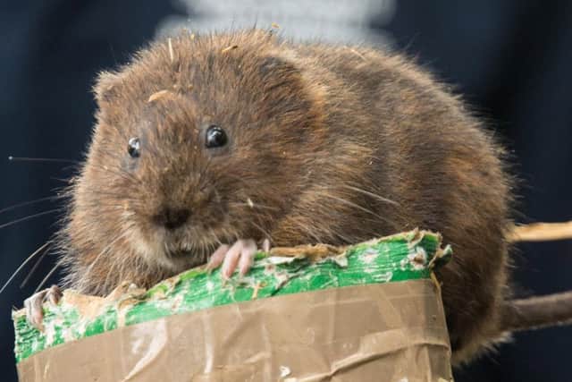One of the water voles ready to be released Pictures: South Downs National Park Authority
