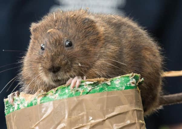 One of the water voles ready to be released Pictures: South Downs National Park Authority