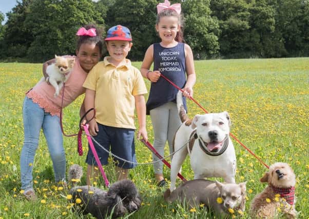 Bonnie Hughes, seven, Riley Youngs, five, and Evie Hughes, six with their dogs. Picture: Keith Woodland (171002-0074)