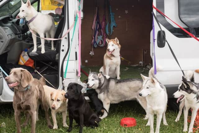 Some of the dogs from the Husky Rescue Centre Picture: Keith Woodland (171002-0021)