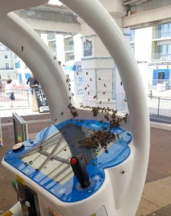 Bees were seen swarming South Parade Pier on Sunday. Picture: Chelsea Cooper
