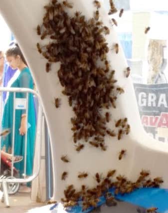 Bees were seen swarming South Parade Pier on Sunday. Picture: Chelsea Cooper