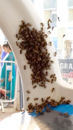 Bees were seen swarming South Parade Pier on Sunday. Picture: Chelsea Cooper