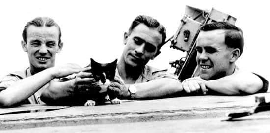 Simon the cat in HMS Amethyst